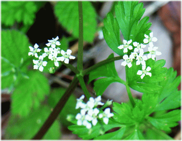セントウソウ(仙洞草　せんとうそう)　白い花